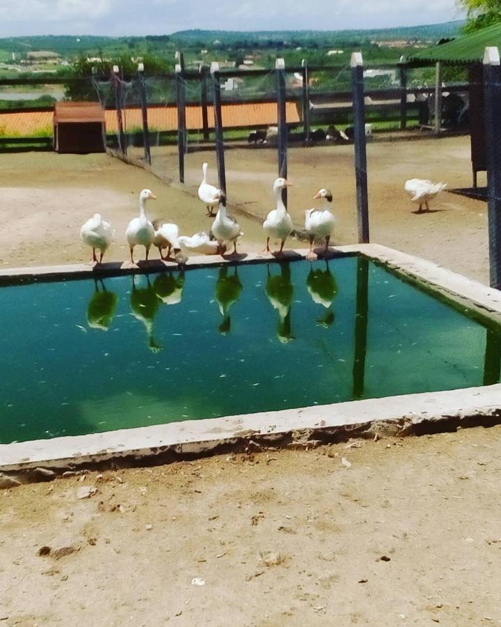 Apartament Flat Fazenda Monte Castelo-Ao Lado Da Piscina Gravatá Zewnętrze zdjęcie